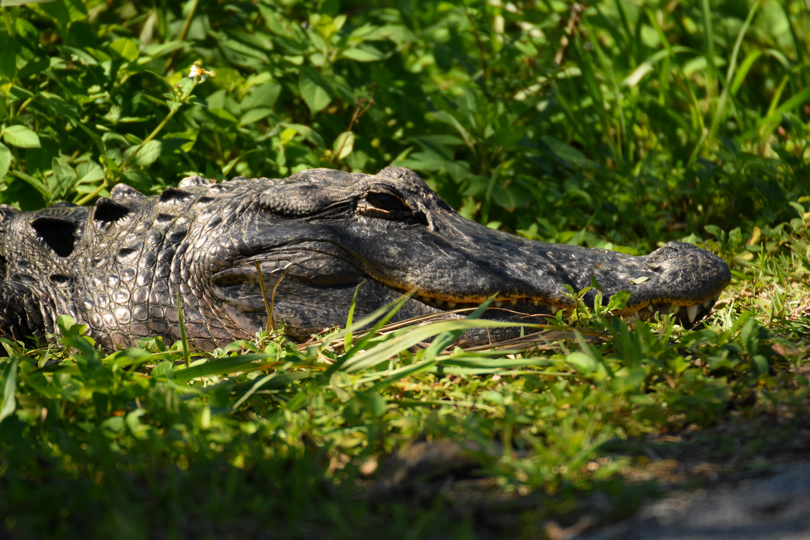 Close-up of American alligator head showing broad, rounded U-shaped snout in the Florida Everglades