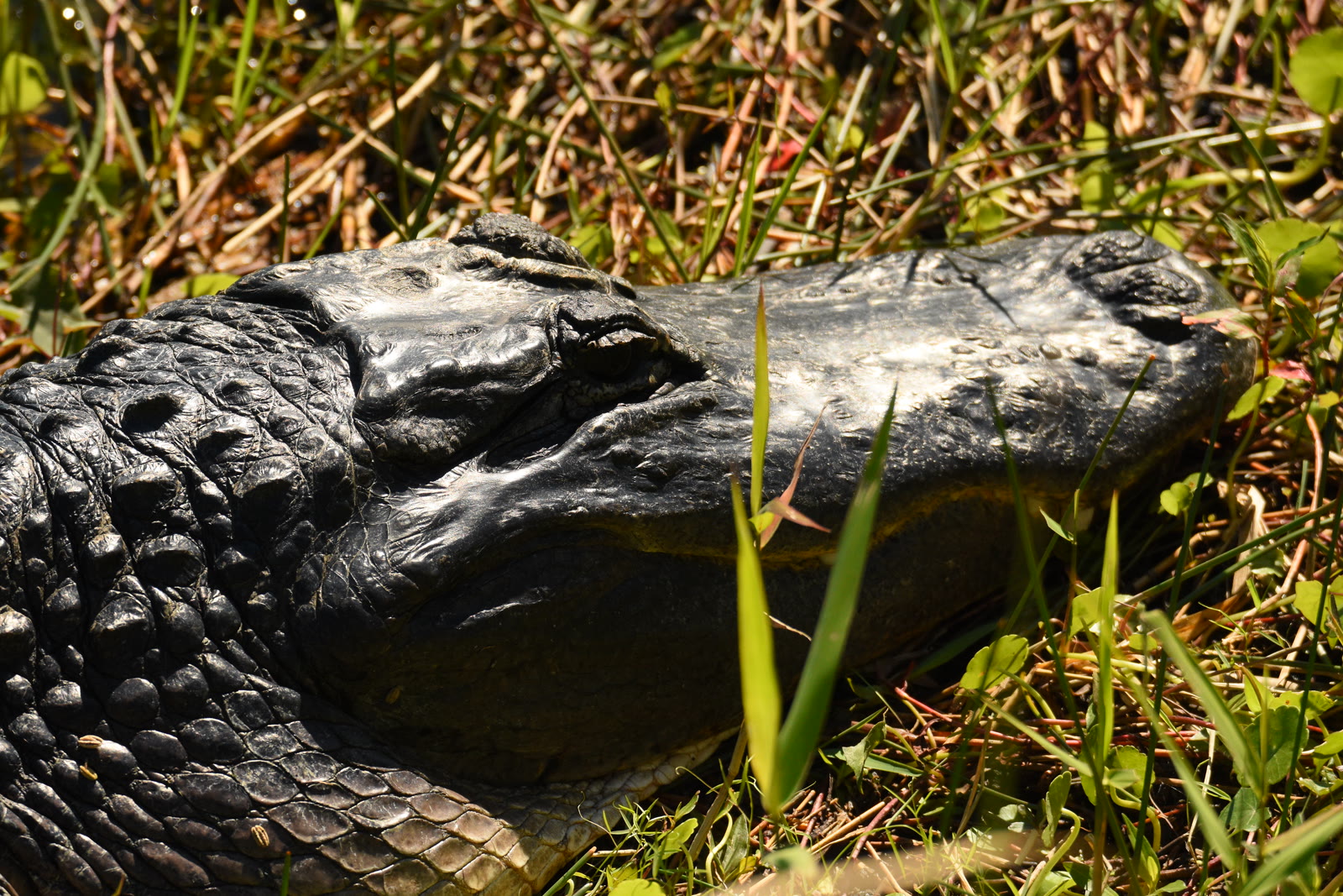 Close-up head portrait of an American alligator in the Florida Everglades, showing the characteristic rounded snout and eye placement