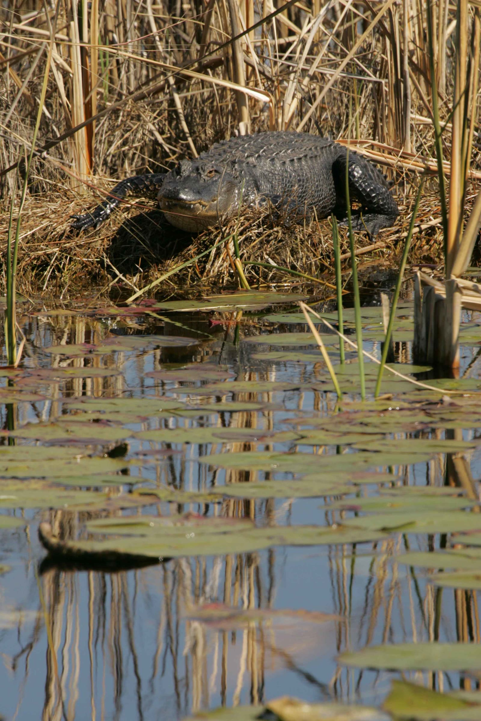 American alligator resting on a riverbank, showing its broad U-shaped snout