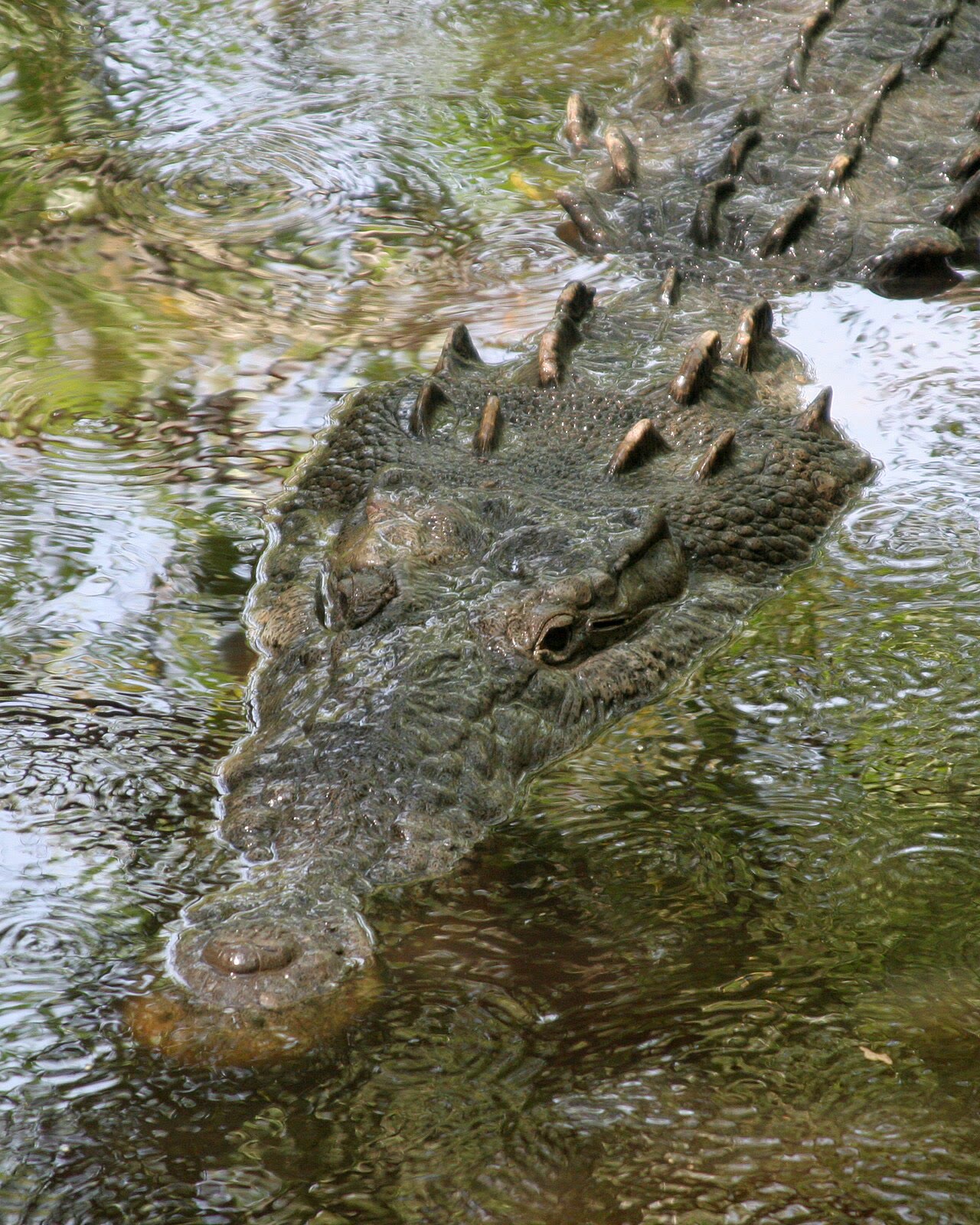 American crocodile at La Manzanilla, Mexico, showing its narrow V-shaped snout