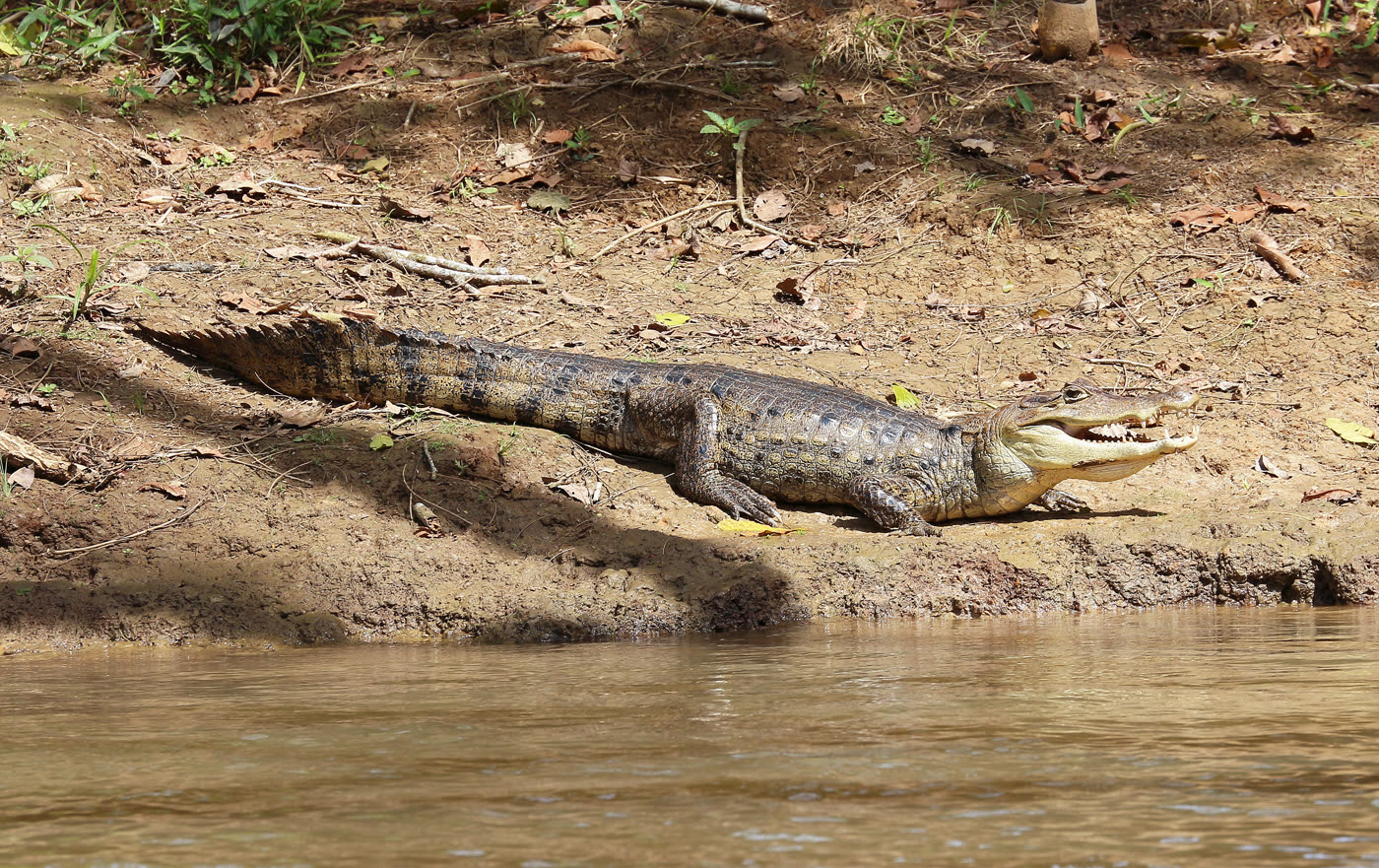 Spectacled caiman (Caiman crocodilus) in Costa Rica, showing the bony ridge between the eyes that gives the species its common name