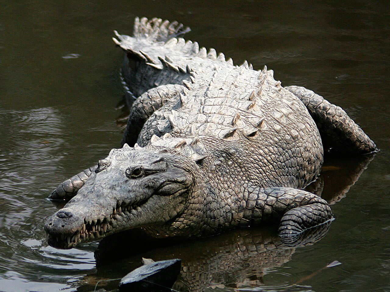 American crocodile at La Manzanilla Mexico showing narrow V-shaped snout characteristic of all true crocodiles