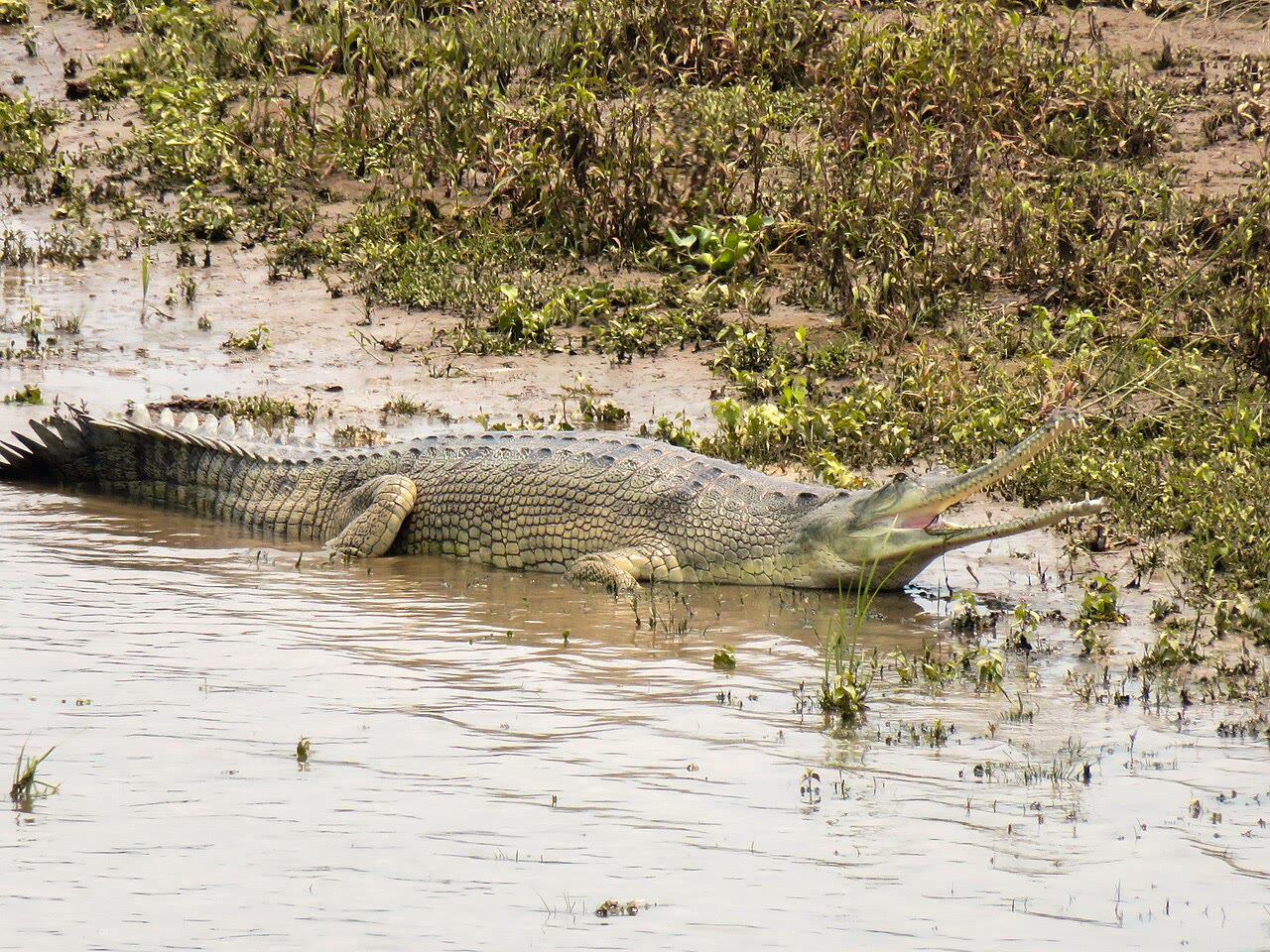 Gharial (Gavialis gangeticus) in the water at Chitwan National Park, Nepal, showing the distinctive long needle-like snout adapted for catching fish