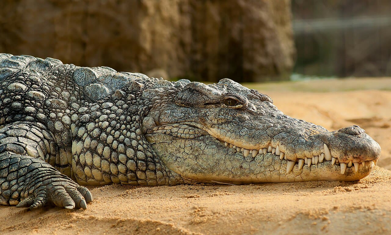 Nile crocodile (Crocodylus niloticus) resting near a riverbank, showing the olive-brown colouration and powerful build of Africa's largest predator